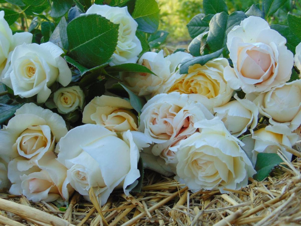 Fleurs De Brenne Gite Neuille-le-Lierre Экстерьер фото